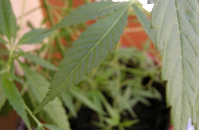 Най-масовото употребявано у нас наркотично вещество остава канабисът