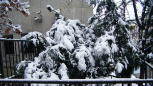 40 см достигна снежната покривка във В Търново