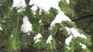 Големи надценки за елхичките в саксия