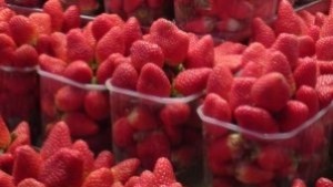 Търсят 200 берачки на ягоди за Испания