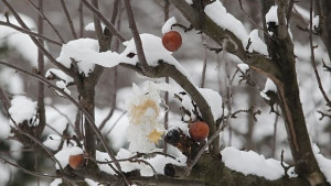 Студът продължава жълт код във Великотърновско