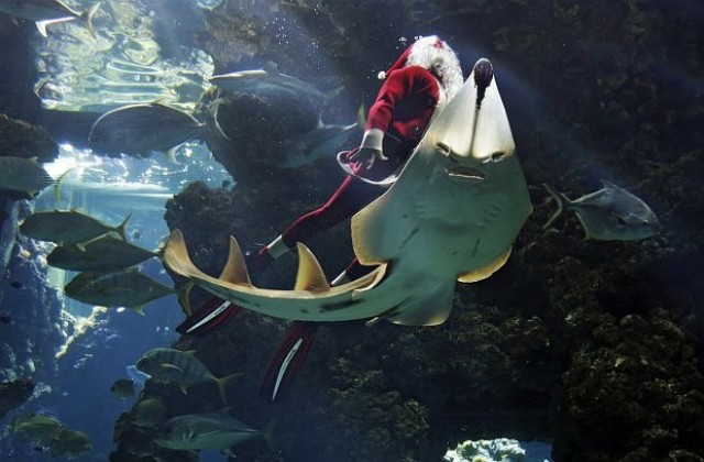 В Мексико Дядо Коледа дойде под вода