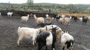 Учени разгадаха генома на домашната коза