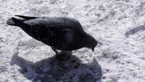 Слънце в последния ден на годината