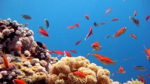 Учени откриха корали на безпрецедентна дълбочина