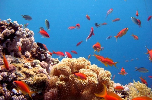 Учени откриха корали на безпрецедентна дълбочина
