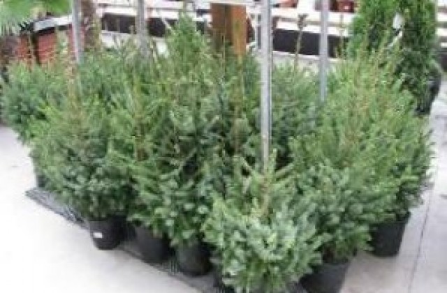 Община Севлиево стартира кампания под наслов „Коледна гора“