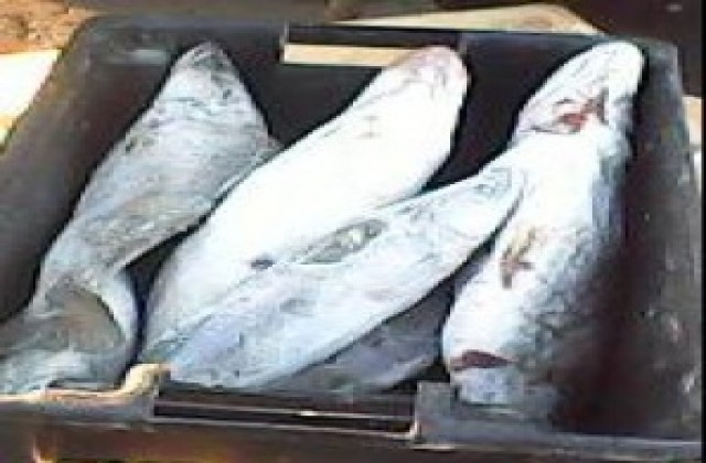 Хванаха бус превозващ незаконно риба, задържаха четирима бракониери