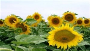 142 бизнес плана за подпомагане на полупазарни стопанства изготвени за