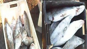 Хванаха тутраканец с 1 600 кг незаконна риба