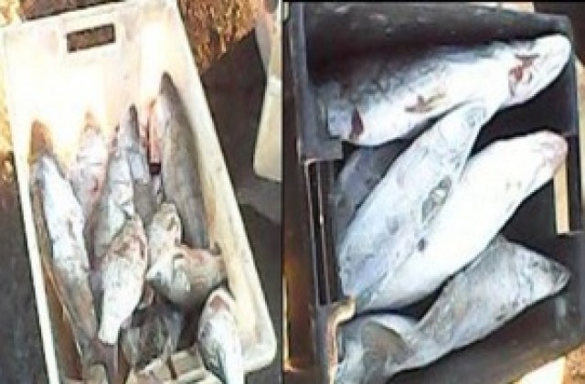 Хванаха тутраканец с 1 600 кг незаконна риба