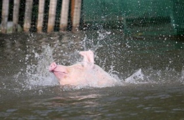 Свинефермите са изпълнили изискването за хуманно отглеждане на животните