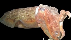 Японски учени заснеха гигантска сепия в дълбините на Тихия океан