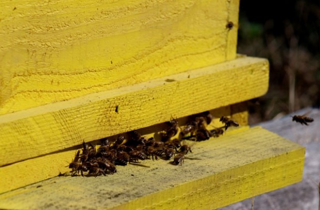Административният съд образува дело срещу наредба, ограничаваща отглеждането на пчели