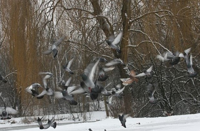 Десетки птици са загинали в новогодишната нощ заради фойерверки