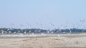 Преброяване на дивите птици