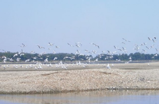 Преброяване на дивите птици