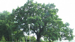 Вековен дъб под който лежат руините на Омуртаговия дворец ще