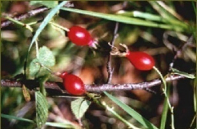 Билкозаготвителите се отчита до 20 януари в РИОСВ-Стара Загора