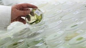 Японски учени получиха топлоустойчива биопластмаса от водорасли