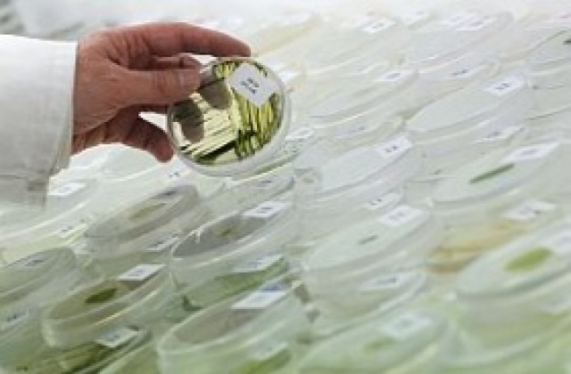 Японски учени получиха топлоустойчива биопластмаса от водорасли