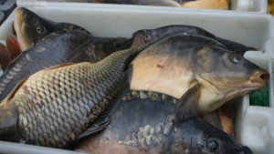 Спипаха бракониери с тон и половина риба
