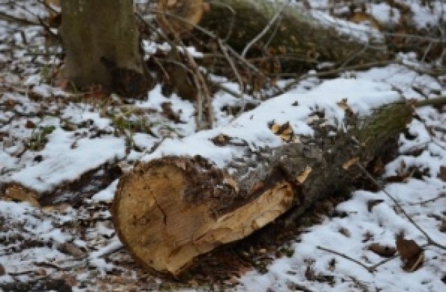 Горските стражи арестуваха 95 каруци във Варненско