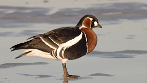 Провежда се 23тото Среднозимно преброяване на водолюбивите птици