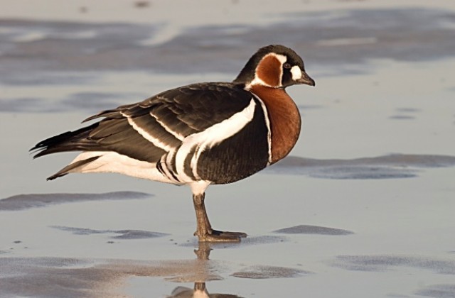 Провежда се 23-тото Среднозимно преброяване на водолюбивите птици