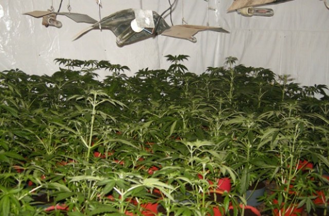 Разкриха оранжерия за производство на марихуана в еленско село