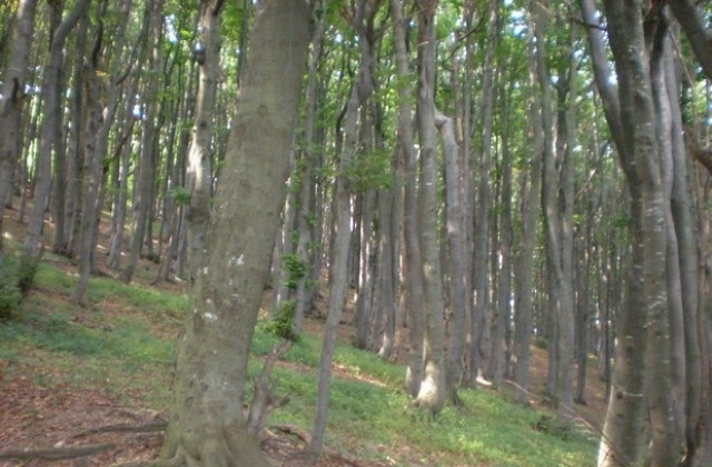 Гората в Арбанаси запазва предназначението си, няма инвеститорски интереси