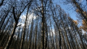 Ще подготвят стратегически план за горите по европейски проект