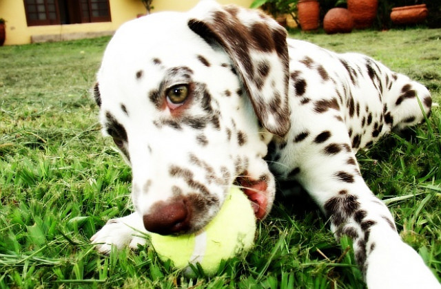 Лечение на деца със специални потребности с даматинци