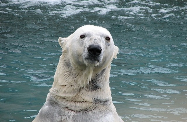 Бялата мечка е по-застрашена от пингвините