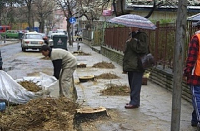 Режат стари и опасни клони на дървета в Сливен