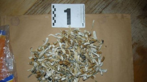 Хванаха габровец отглеждал халюциногенни гъби