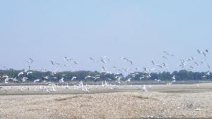 Гъскоподобните птици са наймного в региона сочи Срезнозимното преброяване