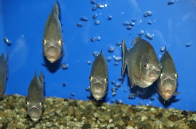 Заработи зала с аквариум и 140 вида риби в Пловдив