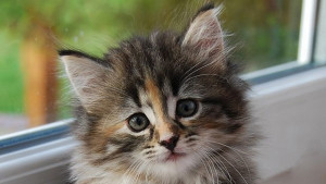 БСП ще поиска отмяна и на такса котка