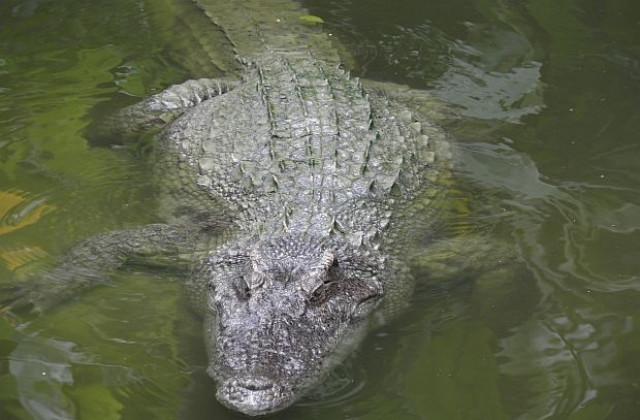 Наводнения освободиха 15 000 крокодила от южноафриканска ферма