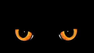 Масово тровят котки в Пловдив