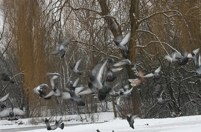 Студено, с валежи от сняг