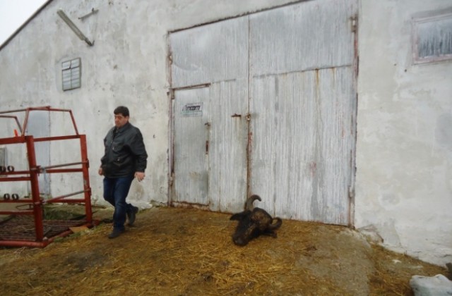 След 5 месеца агония е ликвидирана една от най-големите ферми за биволи у нас