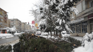 Паднали дървета препречиха тротоар