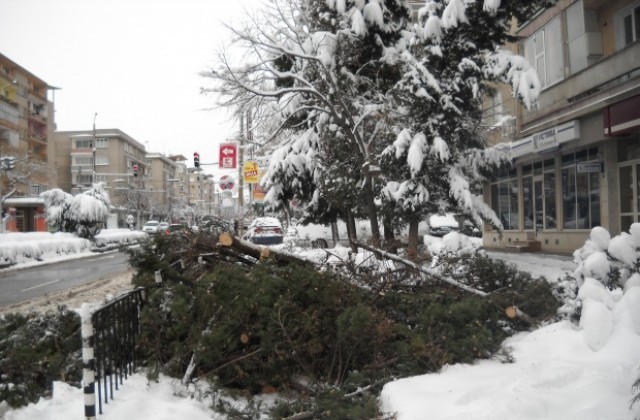 Паднали дървета препречиха тротоар