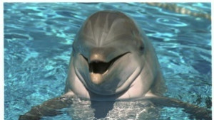 Делфинариумът работи за бебе