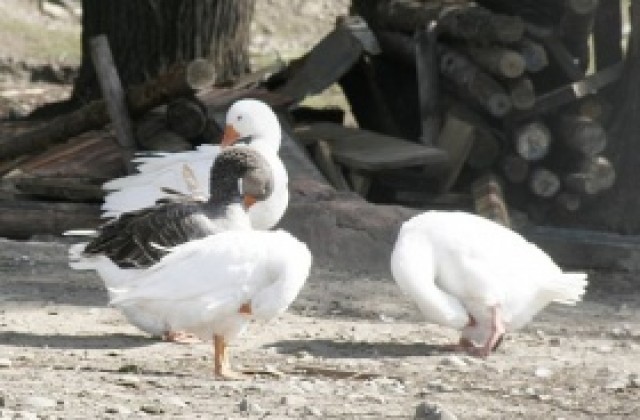 Беларус ограничи вноса на птици и птиче месо от България