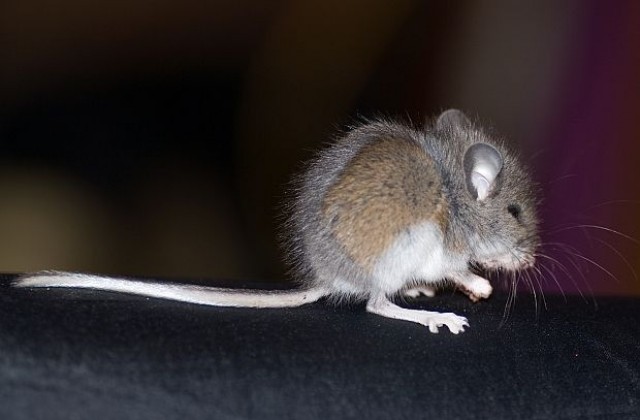 Издирва се: надрусана мишка