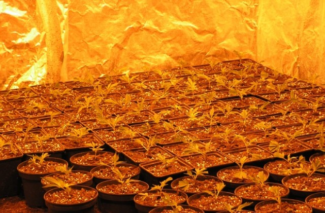 Виетнамци спретнали оранжерия с канабис в разградско село