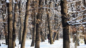 Приеха Общия устройствен план на Община В Търново горите остават